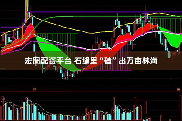 宏图配资平台 石缝里“磕”出万亩林海